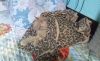 20190427_114916.thumb.jpg.11804eed9ddec99815e745ce936dd8c4.jpg
