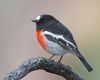 960px-Petroica_boodang_male_-_Knocklofty.thumb.jpg.7c2cdf65545385e6521fce284ac00200.jpg