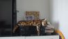 DSC05341.thumb.JPG.67a17ac668d372d718ee45f9020a8338.JPG