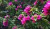 DSC05906.thumb.JPG.a7d42e0246f4f5d578bc3b6ebcb00898.JPG