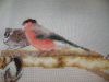 DSC08560.thumb.JPG.3eacdf49e3b60c60308c0b285b984c6f.JPG