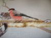 DSC08561.thumb.JPG.64b76875f455fb3d439b4d21438139fc.JPG