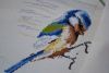 DSC_3143.thumb.JPG.37e75ec8a0bd55b03b432cbe08c6c2bc.JPG