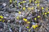 DSC_7775.thumb.JPG.def500f9a0af3cae6a8b9fac03fdb176.JPG