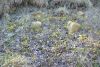 DSC_7776.thumb.JPG.1575d4639b154a94bf66cea6d19611cb.JPG