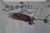 Eagle4.thumb.JPG.eda931f8c48b4e7af485871aa0a662be.JPG