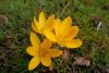 IMG-20190305-WA0083.thumb.jpg.18abc9e50a47bba2ff8ce6be7f016c67.jpg