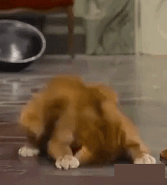 IMG_1156.thumb.GIF.ad846c6b68ae8392ff5d40116bcdd97e.GIF