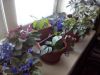 IMG_20190416_153923.thumb.jpg.b3cc5cea0ae96e2c9813c534cddd5d05.jpg