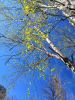 IMG_20190417_134539.thumb.jpg.5cbf59a43d7a59e9e7444f891d0daf7f.jpg