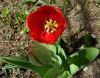 TULIP2.5_2013.thumb.jpg.26c2b0b0d5047f340b0e615d45b8db6d.jpg