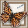 bgp-001-babochka-danaida-monarkh.thumb.jpg.6b3992cf9deab020a8651226d9a0bd23.jpg