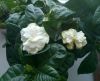 gardenia.thumb.jpg.e93eb92885baf43656aa8abbe600a2aa.jpg