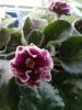 1234990344_.thumb.jpg.4fe95fe42499f2deb9bccf3dc0009b7c.jpg