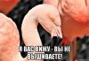 1354935059_).thumb.jpg.85684ef9668e9bf848a7deb25a913e5e.jpg