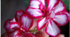 1956252792_2.thumb.png.c870c4aaa9943f64acd1d8ff7098816f.png