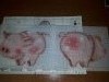 20190312_124741.thumb.jpg.7571cd8eae8a0f03814324dfd60eb2e6.jpg?1557482798065