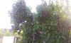 20190427_172601.thumb.jpg.4333083daf09e6cb94717ba4e8d35cfb.jpg