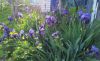 20190427_173622.thumb.jpg.bb190623aaacc0fff30ba2d5e51227ca.jpg