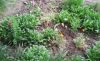 20190503_152905.thumb.jpg.f83edbfac9652c5fb64cac7cba4e7989.jpg