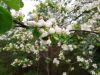 20190504_143435.thumb.jpg.6279f9cd806435588be4b754db2bcb8d.jpg