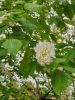 20190504_143714.thumb.jpg.a475d211a76a7ecac87a6a5576aea5b9.jpg