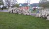 20190505_192634.thumb.jpg.10edfe8659df6d419fc3af5cc279d0f7.jpg