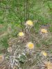20190509_151652.thumb.jpg.b21050b53a5985c0fccea68bd275f449.jpg