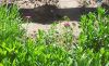 20190510_095340.thumb.jpg.8e4683bc023474e8f41c7a3c2e1dd1b4.jpg