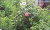 20190512_080336.thumb.jpg.db3614b5c3fa7d17a1f807b0733530c3.jpg