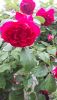 20190525_175857.thumb.jpg.aa2482254298c3c3f30beccc53857245.jpg