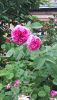 20190525_180312.thumb.jpg.f16f0b69bfa0dfd5117827fa26d79051.jpg