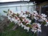 DSC02480.thumb.JPG.c93c1d6e1e0fba628ec0ed7c92a192cb.JPG