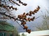 DSC02488.thumb.JPG.6ab4fe7ac397c3899c6d726796bfeb01.JPG
