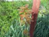 DSC02512.thumb.JPG.3d2f1e12abc9dd8dda7273da0170527a.JPG