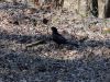 DSC05939.thumb.jpg.ed460a00a42938dbc6ee7573251a08c1.jpg