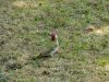 DSC05961.thumb.jpg.032b7c45e7c797c74d50700c4590051f.jpg