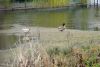 DSC06102.thumb.jpg.7c766b2ac3cf401744d761aaa038defc.jpg