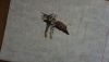DSC06261.thumb.JPG.6baae206df21fb9041bcc19df5c8cd97.JPG