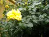 DSCN2091.thumb.JPG.822a1d704dc4d82881ef12351514b3be.JPG