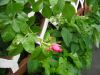 DSCN2092.thumb.JPG.546a6948703fae341e45566203764baf.JPG