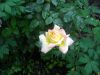 DSCN2094.thumb.JPG.03b4e92304b84ad61380b73160c089f4.JPG