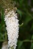 DSC_1149.thumb.jpg.8062c5293a7926c30f23cde5d2def358.jpg