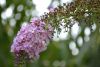 DSC_1154.thumb.jpg.111a4cf32290952a78d1b3b28ab3e2e9.jpg