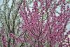 DSC_3275.thumb.JPG.bd264e910942ee59b14abf36bc8dee85.JPG