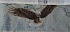 Eagle6.thumb.JPG.69e30c0b946fc373a0fffdca4a83367b.JPG