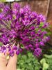 IMG_20190510_125242.thumb.jpg.b110ec165a9ca720557ba9b950c88bc3.jpg