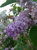 IMG_20190524_194919.thumb.jpg.d4ee1e7190c2a103f06b891672b62c2b.jpg