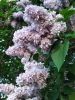 IMG_20190524_200126.thumb.jpg.7e23a5a35af5262368b16756e47f901f.jpg