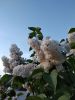 IMG_20190524_200245.thumb.jpg.3e557e832a98dc008fc9b7be4f7421ea.jpg